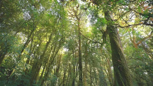 Floresta Pinheiros Selvagens Com Musgo Verde Sob Árvores Belo Sol — Fotografia de Stock