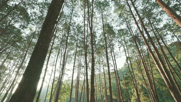 Vista Das Árvores Floresta Pelo Sol Meio Dia — Fotografia de Stock