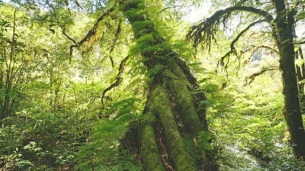 Floresta Tropical Antiga Verde Exuberante Coberto Com Musgo Arbustos Fechar — Fotografia de Stock