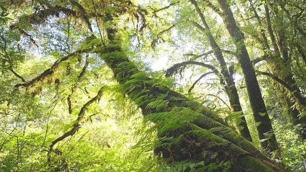 Floresta Tropical Antiga Verde Exuberante Coberto Com Musgo Arbustos Fechar — Fotografia de Stock