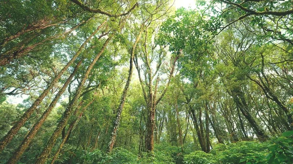 Floresta Pinheiros Selvagens Com Musgo Verde Sob Árvores Belo Sol — Fotografia de Stock