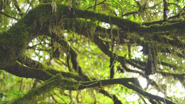 Ramo Árvore Com Musgo Ramo Uma Floresta — Fotografia de Stock