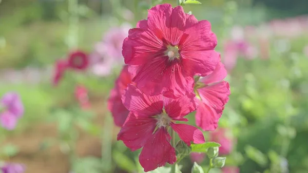 Close Alcea Setosa Red Flowers Also Known Bristly Hollyhock Blooming — Stock Photo, Image