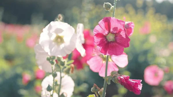 Beautiful Alcea Setosa Red White Colors Flowers Also Known Bristly — Stock Photo, Image