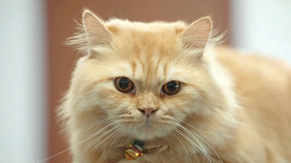 Gato Persa Está Agachado Paz Mirando Cámara —  Fotos de Stock