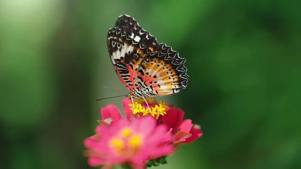 Nahaufnahme Schmetterlinge Fliegen Nach Der Fütterung Und Blauem Hintergrund Von — Stockfoto