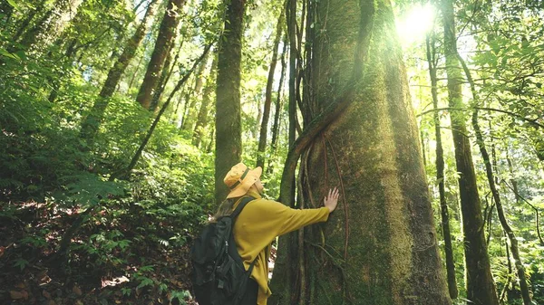 Asiático Jovem Mulher Caminhadas Mochila Vestindo Camisola Amarela Tocando Árvore — Fotografia de Stock