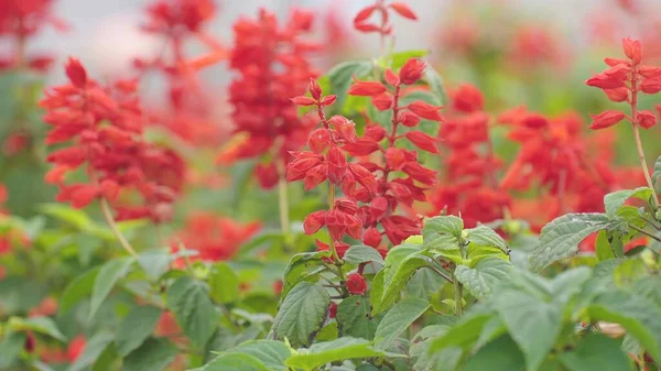 Fechar Acima Flor Salvia Jardim Com Flores Vermelhas Florescendo Folhas — Fotografia de Stock