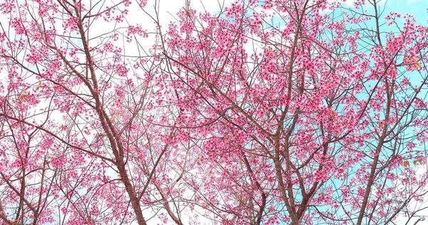 Beautiful Wild Himalayan Cherry Prunus Cerasoides Blooming Pink Prunus Cerasoides — Stock Photo, Image