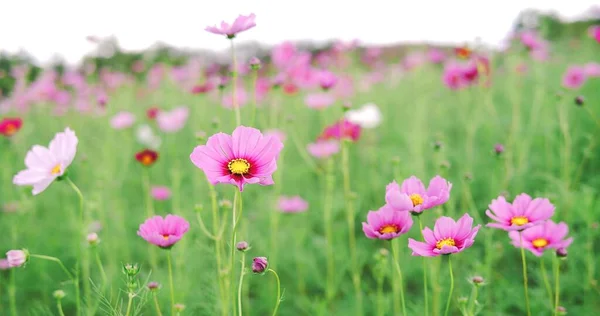 Beautiful Pink Cosmos Flower Blooming Blowing Autumn Blossom Bloom Background — Stock Photo, Image