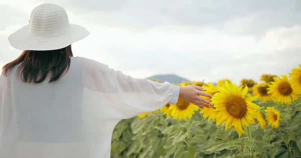 Back view of woman touching a sunflower, yellow flower enjoy in nature. Happy life, tourist break out to rest on holiday at sunflower field