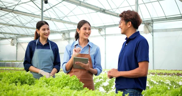 Organik Sebze Bahçesinin Sahibi Asyalı Çiftçi Organik Sebzelerle Ilgilenen Müşteri — Stok fotoğraf