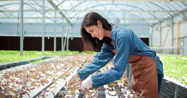 Genç Asyalı Kadın Çiftçi Serada Toplanan Kırmızı Yeşil Meşe Ağacıyla — Stok fotoğraf