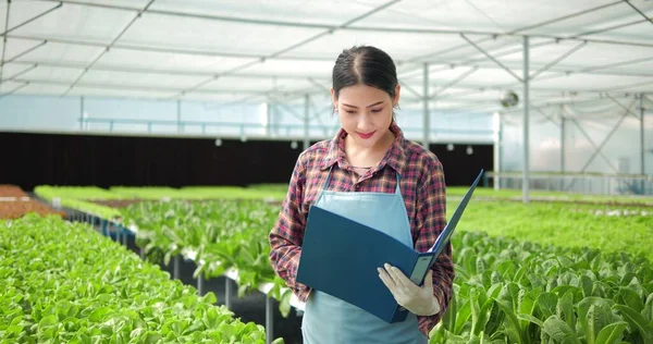 Agricultora Asiática Verificando Qualidade Quantidade Horta Hidropônica Orgânica Fazenda Efeito — Fotografia de Stock