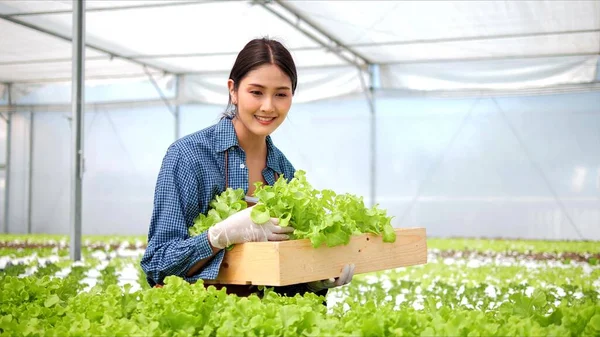 Asyalı Kadın Çiftçiler Yeşil Meşe Sebze Hasadı Taşıyan Hidroponik Sera — Stok fotoğraf