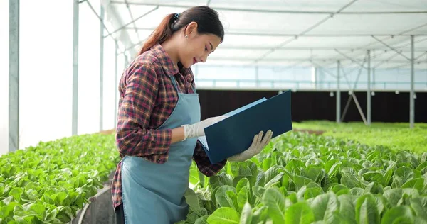 Agricultora Asiática Verificando Qualidade Quantidade Horta Hidropônica Orgânica Fazenda Efeito — Fotografia de Stock