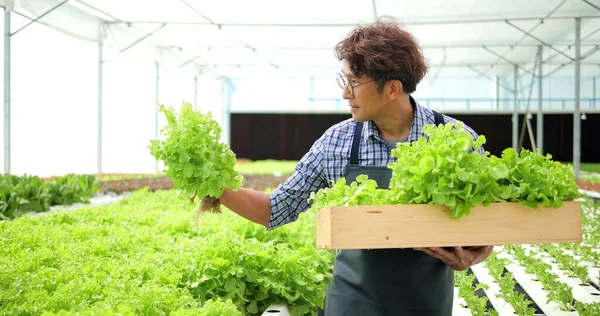 Asyalı Bir Çiftçi Hidroponik Sebze Çiftliğinde Çalışıyor Mutlulukla Sebzelerini Topluyor — Stok fotoğraf