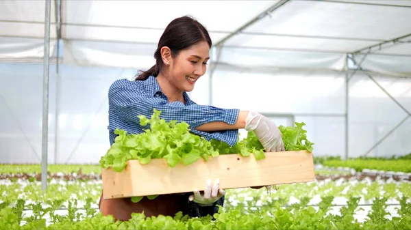 Mulheres Agricultoras Asiáticas Carregando Caixa Colheita Vegetais Carvalho Verde Caminhando — Fotografia de Stock