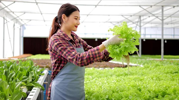 Mulher Asiática Agricultora Proprietária Verificando Qualidade Quantidade Horta Hidropônica Orgânica — Fotografia de Stock