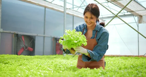 Taze Sebzeler Sağlıklı Vejetaryen Gıda Konsepti Asyalı Kadın Sahibi Çiftçi — Stok fotoğraf