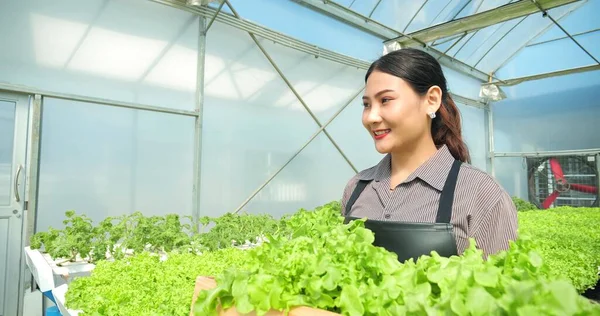 Taze Sebzeler Sağlıklı Vejetaryen Gıda Konsepti Asyalı Kadın Sahibi Çiftçi — Stok fotoğraf