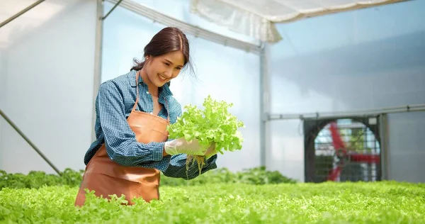 新鮮な野菜 健康とビーガンフードの概念 アジアの女性の所有者の農場や農家の水耕栽培野菜の農場で有機レタスを収穫 — ストック写真