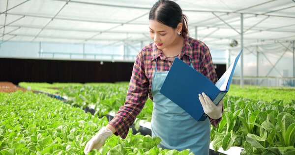 Young Asian woman farmer or owner of organic vegetable farm checking quality of organic lettuce to report at greenhouse hydroponics. Business agriculture technology concept