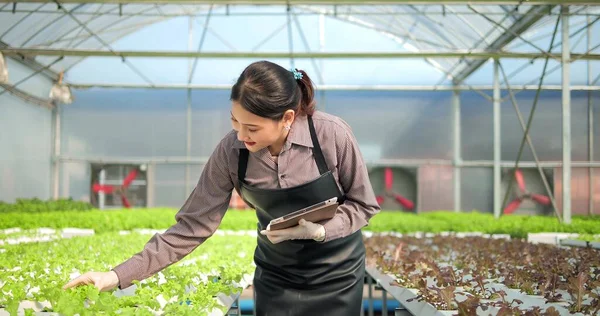 Genç Asyalı Kadın Çiftçi Organik Sebze Çiftliğinin Sahibi Serada Organik — Stok fotoğraf
