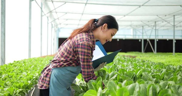 Genç Asyalı Kadın Çiftçi Organik Sebze Çiftliğinin Sahibi Sera Hidroponiği — Stok fotoğraf