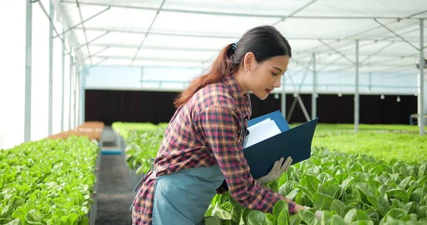 Jovem Agricultora Asiática Proprietária Uma Granja Vegetal Biológica Que Verifica — Fotografia de Stock