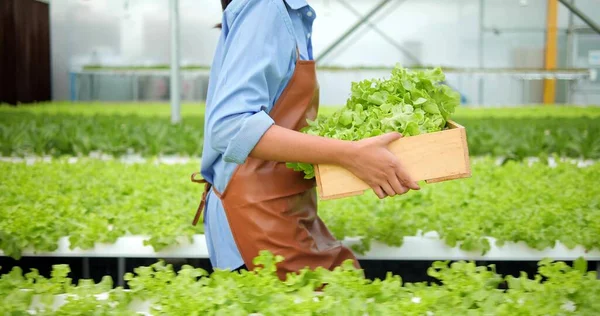 Fresh Vegetables Healthy Vegan Food Concept Owner Farm Farmer Harvesting — Stock Photo, Image