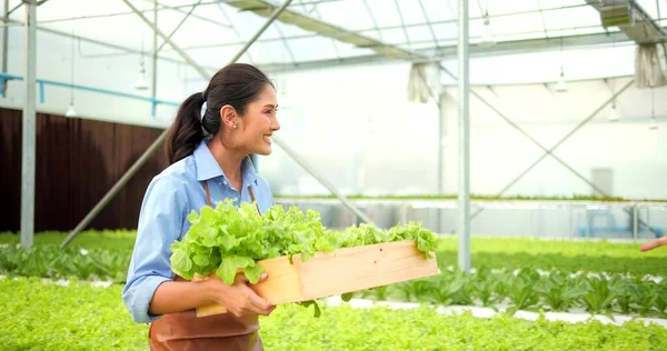 Jovem Feliz Mulher Asiática Agricultor Segurando Alface Orgânica Mãos Estufa — Fotografia de Stock