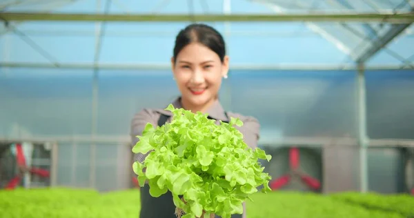 Blurred face woman farmer on background. Close up organic lettuce on woman farmer hands in greenhouse garden. Organic hydroponics vegetable farm, Healthy and vegan food concept