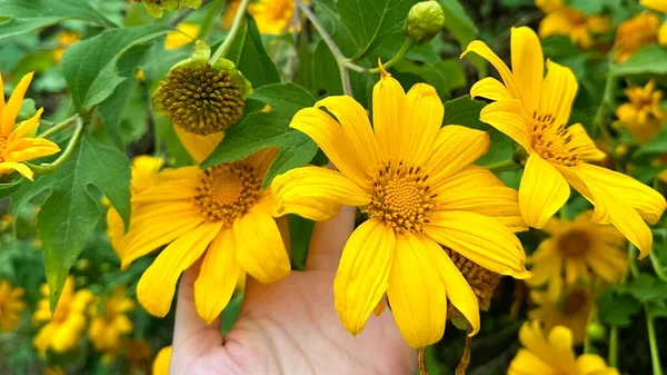 Tithonia Diversifolia Mexican Sunflower Hands Yellow Flower Marigold Tree Wild — Stock Photo, Image