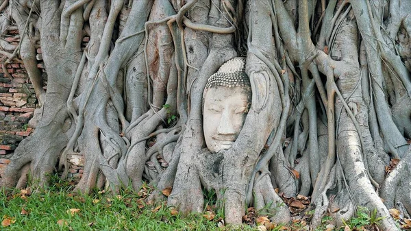Ayutthaya Buddha Head Tree Roots Buddhist Temple Wat Mahathat Thailand — Stock Photo, Image