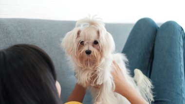 Oturma odasında kanepede uzanmış küçük bir köpeği tutan neşeli bir kadın. Kız evcil köpeği Shih Tzu ile oynuyor. Shih Tzu yavru köpek, Hayvan, evcil hayvan konsepti