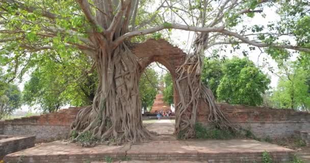 Arkeolojik Alanın Içinde Yükselen Büyük Ağaçlar Wat Phra Ngam Khlong — Stok video