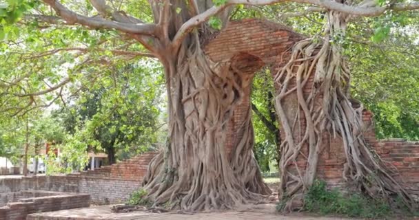 Μεγάλα Δέντρα Που Υψώνονται Μέσα Στον Αρχαιολογικό Χώρο Wat Phra — Αρχείο Βίντεο