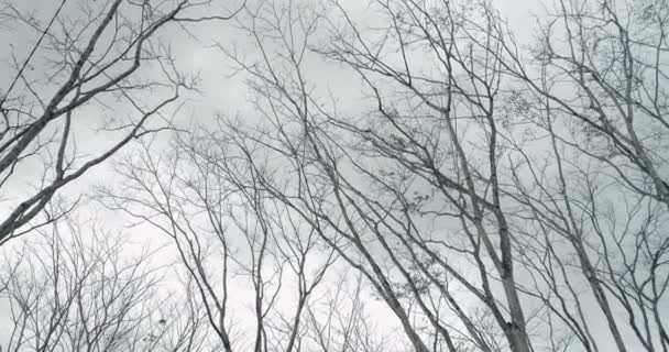 晚秋的树上 没有树叶挡住白云的天空 冬树顶部 — 图库视频影像
