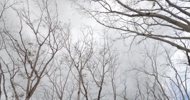 Boom Late Herfst Zonder Bladeren Tegen Witte Wolkenlucht Winterbomen Boven — Stockvideo