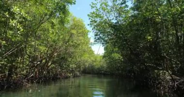 Nehirdeki yeşil su boyunca mangrov ormanı.