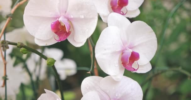 Крупним Планом Біла Квітка Орхідеї Росі — стокове відео