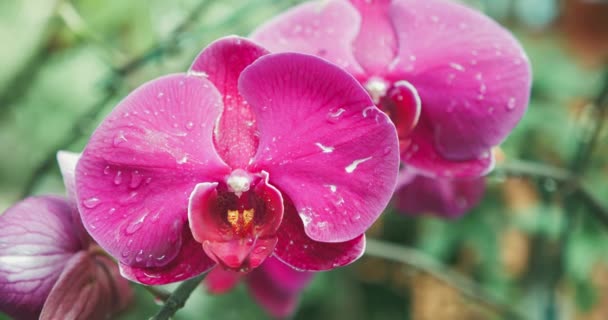 Primer Plano Flor Orquídea Rosa Rocío — Vídeo de stock