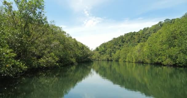 Hutan Bakau Sepanjang Air Hijau Sungai — Stok Video