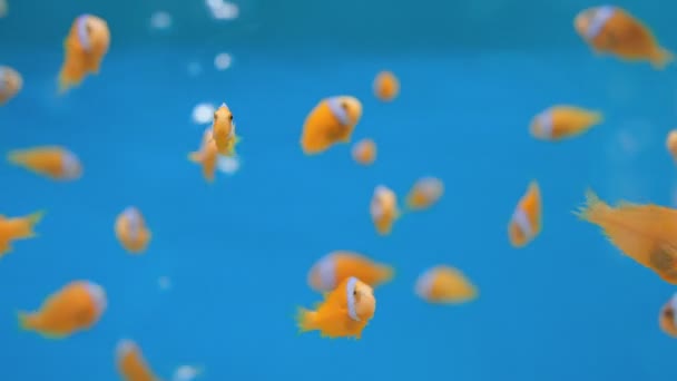 Amphiprion Ocellaris Clownfish Fish Tank Clown Anemonfish Swim Blue Background — стоковое видео