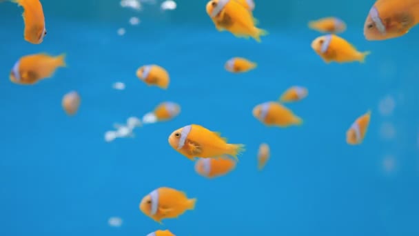 Amphiprion Ocellaris Akvaryumda Palyaço Balığı Palyaço Anemonik Mavi Arka Planda — Stok video