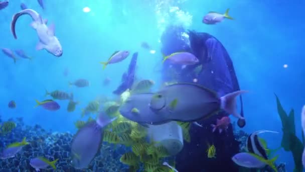 Mergulhador Alimenta Peixes Debaixo Água Aquário — Vídeo de Stock