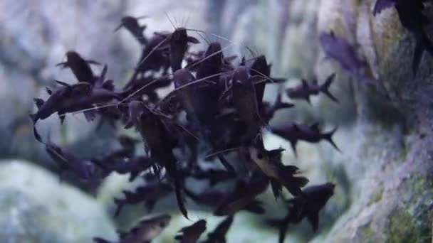 Mystus Leucophasis Una Specie Asiatica Pesce Gatto Capovolto Appartenente Alla — Video Stock
