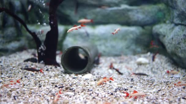 Красочные Маленькие Рыбки Плавают Аквариуме — стоковое видео