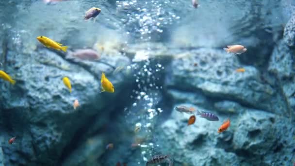 Petits Poissons Colorés Nageant Aquarium — Video